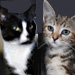 2 Cats