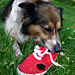 dog chewing sneaker