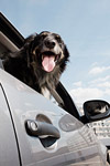 Dog inside a car.