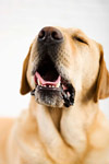 Dog Panting
