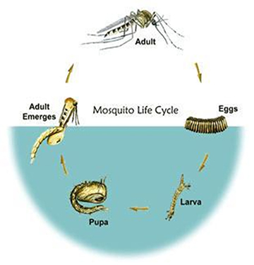 Lifecyle of a Mosquito
