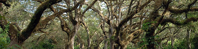 Live oak tree canopies