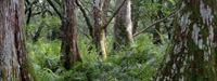 cypress tree trunks in woods