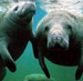 Manatees
