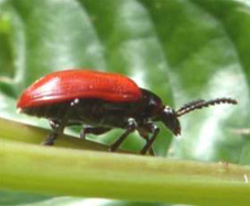 Air Potato Leaf Beetle