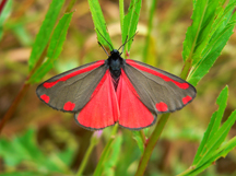 Adult Cinnabar Moth