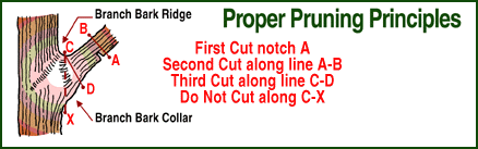Proper Pruning Cuts