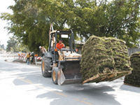 Re-planting sod and trees.